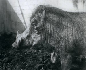 Un phacochère debout dans la boue, Zoo de Londres, 1927