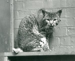 Un lynx roux regardant vers le bas depuis une corniche, dans son enclos, Zoo de Londres, mars 1925