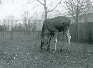 Un élan mâle dans son enclos, Zoo de Londres, janvier 1926 (photo n/b)