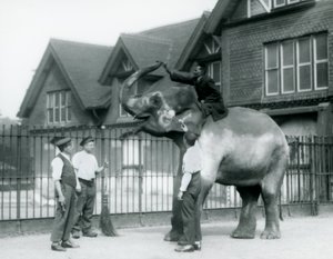 Un éléphant indien décoré, avec trois gardiens et un dresseur, à l