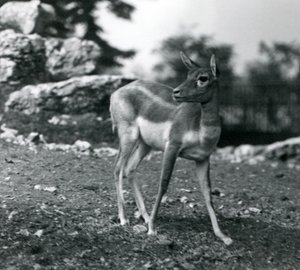 Un blackbuck femelle au zoo de Londres en 1924