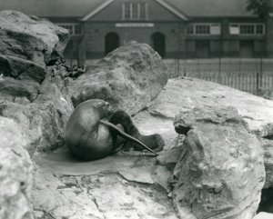 Une otarie de Californie femelle allongée sur une terrasse rocheuse, nourrissant son petit, Zoo de Londres, juillet 1925 - Frederick William Bond