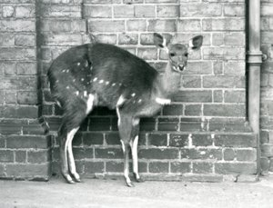 Un bushbuck du Cap femelle debout contre un mur au Zoo de Londres en octobre 1927