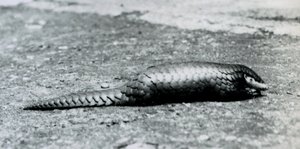 Une femelle pangolin chinois au zoo de Londres en août 1925 - Frederick William Bond
