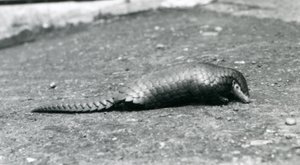 Une femelle pangolin chinois au zoo de Londres en août 1925 - Frederick William Bond