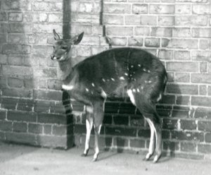 Une femelle imbabala ou bushbuck du Cap debout contre un mur au zoo de Londres, 6 octobre 1927