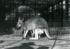 Une femelle kangourou rouge avec son petit dans sa poche, Zoo de Londres, 1922