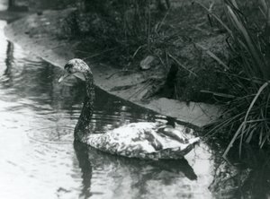 Un cygne hybride, Mute x Black, nageant dans un étang au zoo de Londres en 1927 - Frederick William Bond