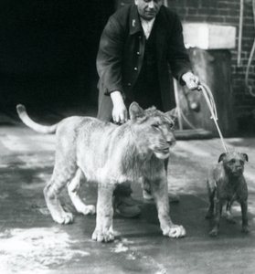 Un gardien promenant un chien et un jeune lion, zoo de Londres, août 1925 (photo n/b) - Frederick William Bond