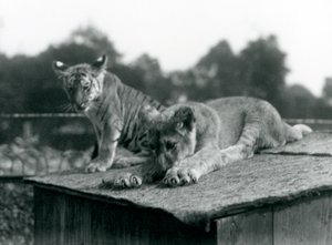 Un lionceau et un tigreau assis ensemble sur le toit de leur tanière, Zoo de Londres, septembre 1925 (photo n/b) - Frederick William Bond