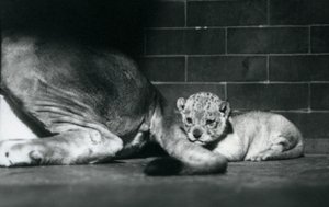 Un lionceau allongé derrière la queue de sa mère, Zoo de Londres, octobre 1925 - Frederick William Bond
