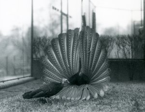 Un faisan Argus mâle en parade nuptiale, avec une femelle à côté de lui, Zoo de Londres, janvier 1926