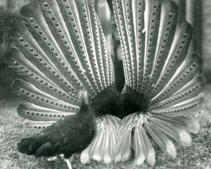 Un faisan Argus mâle en parade nuptiale, avec une femelle à côté de lui, Zoo de Londres, janvier 1926 - Frederick William Bond