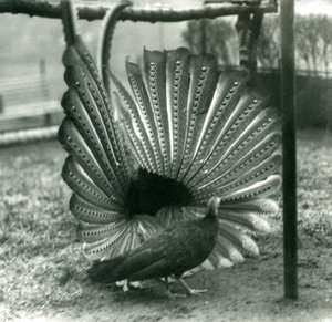 Un faisan Argus mâle en parade nuptiale, avec une femelle à côté de lui, Zoo de Londres, janvier 1926 - Frederick William Bond