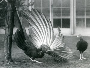 Un faisan argus mâle déployant ses plumes, une femelle devant lui, Zoo de Londres, janvier 1926