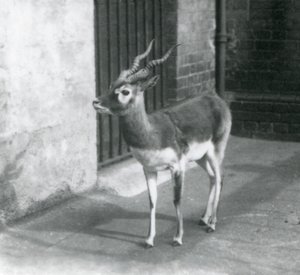 Un mâle blackbuck debout dans son enclos au Zoo de Londres en juin 1925
