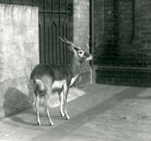Un mâle blackbuck debout dans son enclos au Zoo de Londres en juin 1925