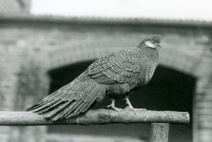 Un faisan paon gris mâle sur son perchoir au zoo de Londres en 1931
