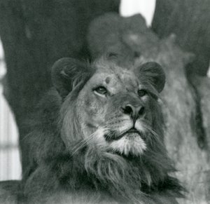 Un lion mâle au zoo de Londres en 1929 - Frederick William Bond