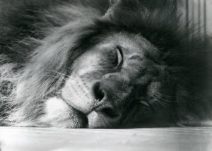 Un lion mâle dormant dans son enclos au zoo de Londres en 1924 - Frederick William Bond