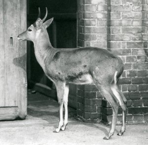 Un reedbuck mâle ou reitbok debout près de la porte de la maison des antilopes, zoo de Londres, 6 octobre 1927