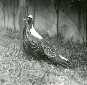 Un faisan de Swinhoe mâle au zoo de Londres, septembre 1923