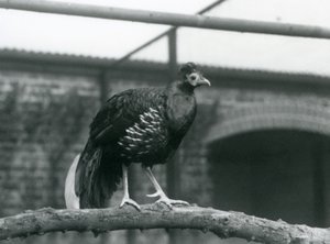 Un faisan à dos de feu de Vieillot mâle/de Crête de Feu debout sur une branche horizontale au Zoo de Londres en 1928 (photo n/b)