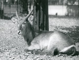 Un mâle cob à croissant, Kobus ellipsiprymnus, assis dans son enclos au Zoo de Londres, années 1920