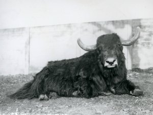 Un yak mâle couché dans son enclos au Zoo de Londres en 1928 (photo n/b) - Frederick William Bond