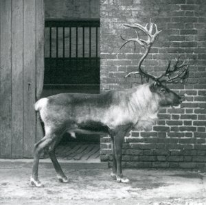 Un renne mâle mature debout dans son enclos au zoo de Londres en 1925