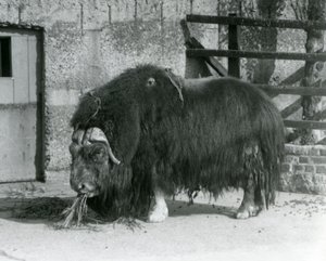 Un bœuf musqué mature, également orthographié Musk ox et Musk-ox, debout, mangeant dans son enclos au Zoo de Londres en 1931 (photo n/b)