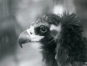 Un vautour moine menacé au zoo de Londres