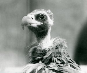 Un vautour moine menacé au zoo de Londres - Frederick William Bond