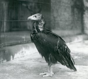 Un vautour moine menacé au zoo de Londres