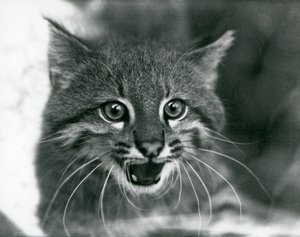 Un chat des pampas menacé au Zoo de Londres en 1929 - Frederick William Bond