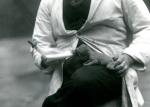 Un lionceau nouveau-né nourri au biberon par son gardien, Zoo de Londres, 1923