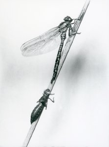 Une libellule à anneaux dorés nouvellement émergée se repose sur un roseau au-dessus de sa coquille larvaire vide, ou exuvie, Zoo de Londres, 1925