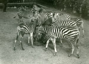 Un petit troupeau de zèbres de Chapman, y compris des jeunes, zoo de Londres en 1923 - Frederick William Bond