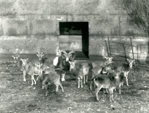 Un petit troupeau de Mouflons au Zoo de Londres en novembre 1926