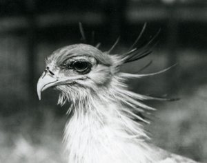 Un secrétaire vulnérable au zoo de Londres en 1928 - Frederick William Bond