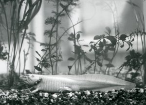 Un axolotl blanc/salamandre mexicaine reposant sur du gravier au fond d