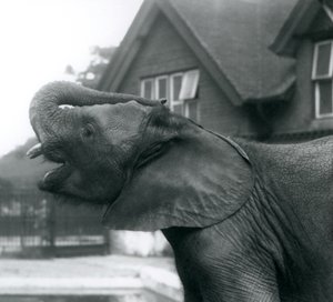 Un jeune éléphant africain avec sa trompe levée sur son front, Zoo de Londres, août 1925