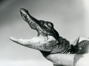 Un jeune alligator tenu par le cou par son gardien, Zoo de Londres, août 1928