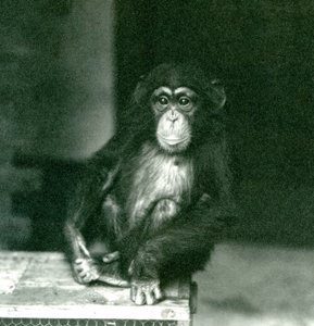 Un jeune chimpanzé assis sur une caisse en bois au Zoo de Londres en 1924