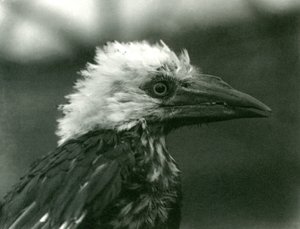 Un jeune calao au Zoo de Londres - Frederick William Bond