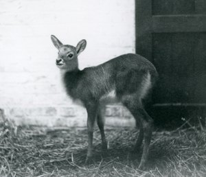 Un jeune Lechwe debout sur du foin, Zoo de Londres, janvier 1926
