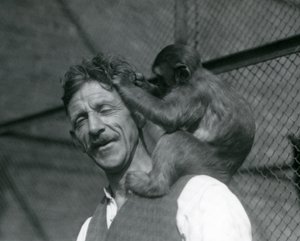 Un jeune singe toilettant les cheveux du gardien Flewin, Zoo de Londres 1928
