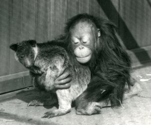 Un jeune Orang-outan étreint un Kangourou Arboricole au Zoo de Londres en 1927