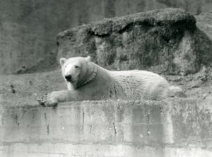 Un jeune ours polaire se repose sur une corniche rocheuse dans son enclos au zoo de Londres en 1927 - Frederick William Bond