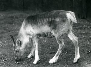 Un jeune renne au Zoo de Londres, 1925